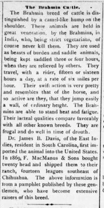 Newspaper clipping headed The Brahmin Cattle